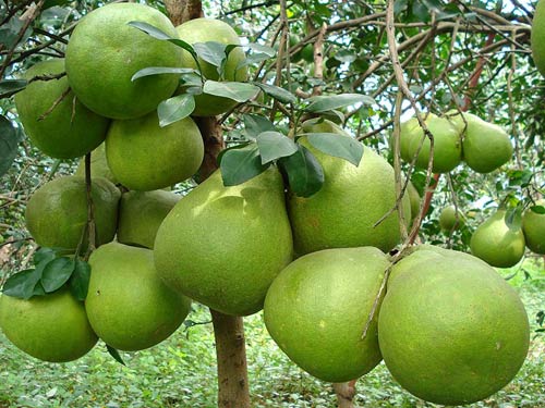 5-best-orchards-mekong-delta-4